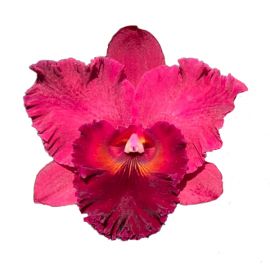 Cattleya Subprasert 'N°1' (Rlc.)