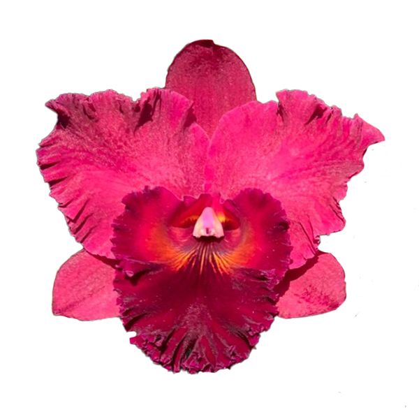 Cattleya Subprasert 'N°1' (Rlc.)