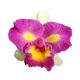 Cattleya Thaksina Candy 'Sexy Pink' (Rlc)