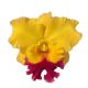 Cattleya Atardecer Palmareño (Rlc.)