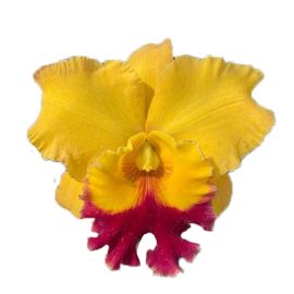 Cattleya Atardecer Palmareño (Rlc.)