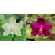 Phalaenopsis (Nobby's Green Finger x Shye-Lih Blue Eagle)