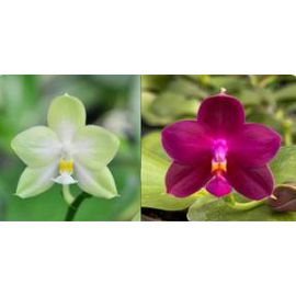 Phalaenopsis (Nobby's Green Finger x Shye-Lih Blue Eagle)