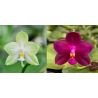 Phalaenopsis (Nobby's Green Finger x Shye-Lih Blue Eagle)