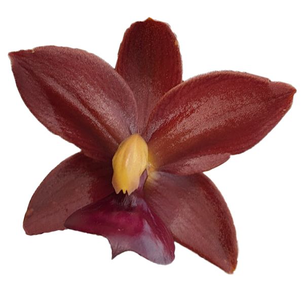 Cycnodes Taiwan Black Pearl
