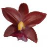 Cycnodes Taiwan Black Pearl