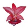 Cycnodes Taiwan Orange