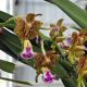 Aerides flabellata