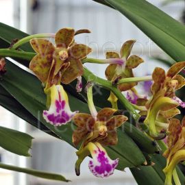 Aerides flabellata