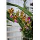 Aerides flabellata