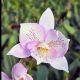 Caulaelia Chantilly Lace 'Twinckle'