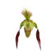 Paphiopedilum Lebaudyanum (philippinense x haynaldianum)