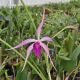 Cattleya Amethyst (Lc.)