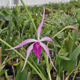 Cattleya Amethyst (Lc.)