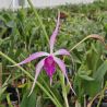 Cattleya Amethyst (Lc.)