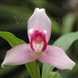 Lycaste skinneri var. rosea