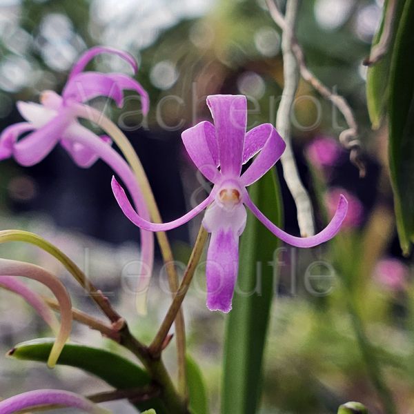 Neofinetia falcata 'Koto'