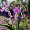 Neofinetia falcata 'Koto'
