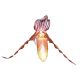 Paphiopedilum glanduliferum (syn. gardineri)