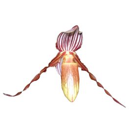 Paphiopedilum glanduliferum (syn. gardineri)