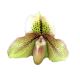 Paphiopedilum Belle Luxe