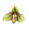 Paphiopedilum Belle Luxe