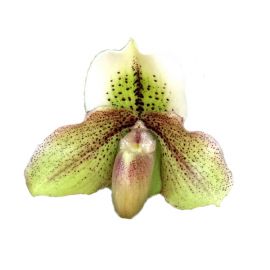 Paphiopedilum Belle Luxe