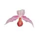 Paphiopedilum Gerd Röllke