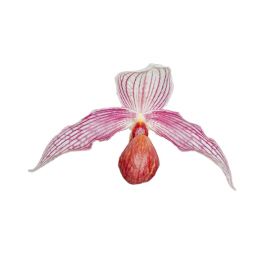 Paphiopedilum Gerd Röllke