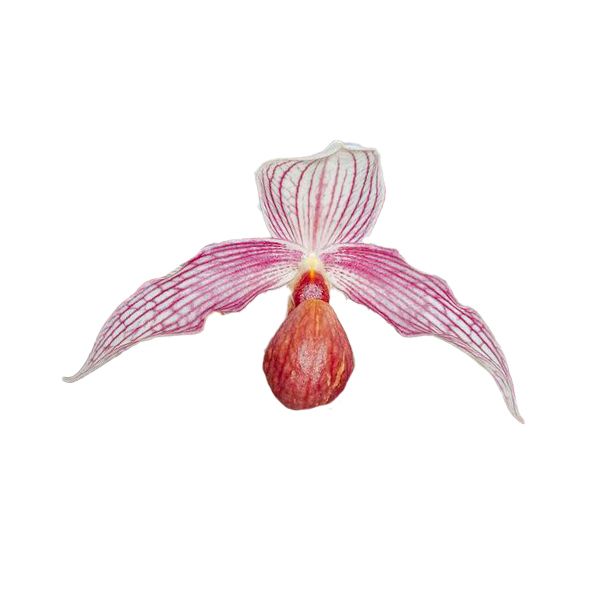 Paphiopedilum Gerd Röllke