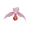 Paphiopedilum Gerd Röllke