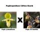 Paphiopedilum Clifton Booth (primulinum x St Swithin)