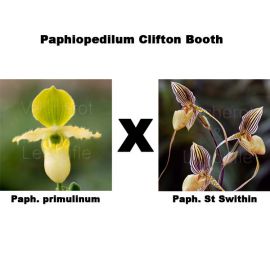 Paphiopedilum Clifton Booth (primulinum x St Swithin)