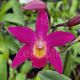 Cattleya Chian-Tzy Guiding 'CT Red Top'