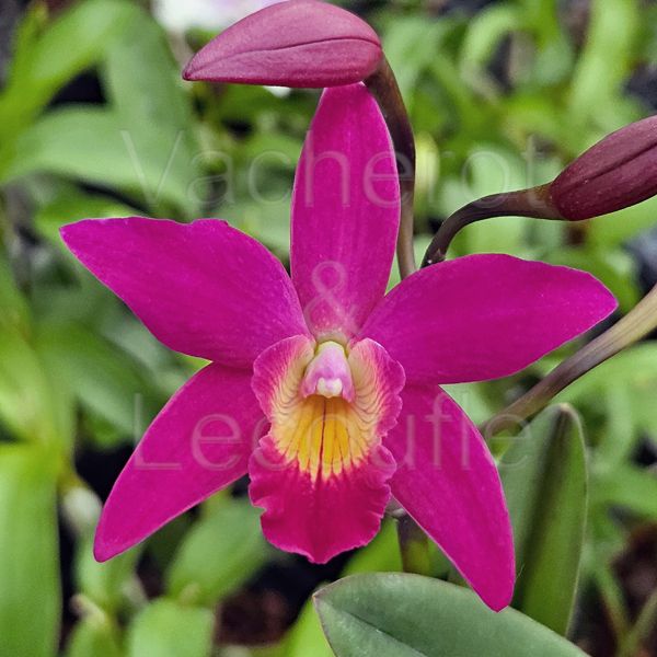 Cattleya Chian-Tzy Guiding 'CT Red Top'