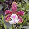 Cattleya (Endless Summer x Thospol Spot)