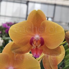Phalaenopsis Deshi
