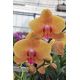Phalaenopsis Deshi