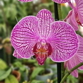 Phalaenopsis Malibu Stripe