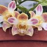 Chysis bruennowiana