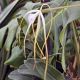 Brassavola cucullata