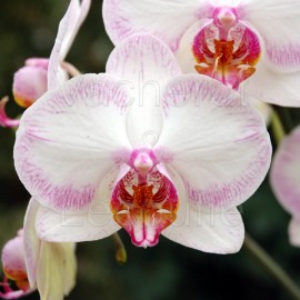 Fiche de culture de l'orchidée PHALAENOPSIS