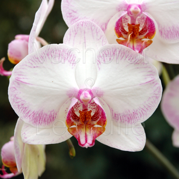 la culture phalaenopsis : Vacherot & Lecoufle, culture orchidées,  entretien, conseil et soin des orchidées