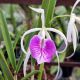Cattleya Morning Glory (Bc.)