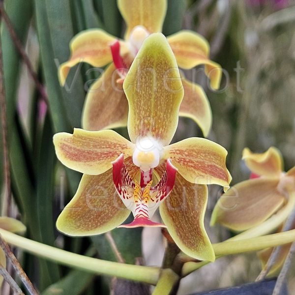 Paraphalaenopsis Kimmy (labukensis x denevei)