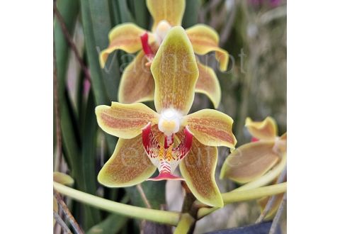 Paraphalaenopsis Kimmy (labukensis x denevei)
