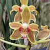 Paraphalaenopsis Kimmy (labukensis x denevei)