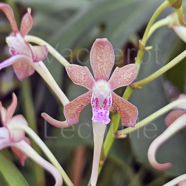 Vanda Hiroshima Choice (falcata x lamellata)