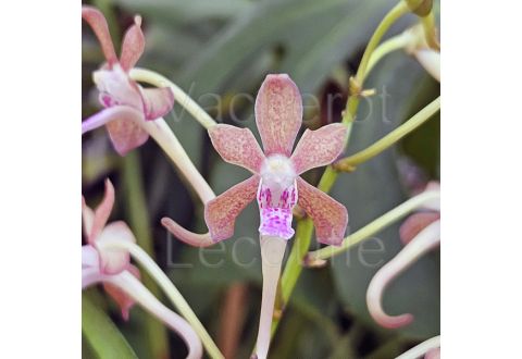 Vanda Hiroshima Choice (falcata x lamellata)