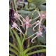 Vanda Hiroshima Choice (falcata x lamellata)